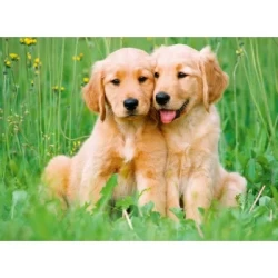 The Golden Retriever Brothers The Golden Retriever Brothers