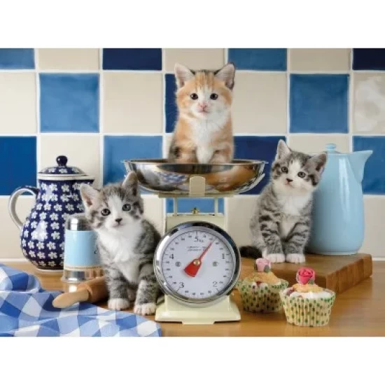 Kittens In De Keuken Kittens In De Keuken