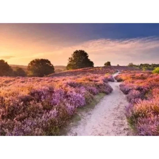 Roze Pad Roze Pad